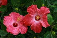 Значение цветов в тайской культуре: какие цветы дарят в Таиланде и Пхукете