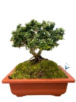 Classic Evergreen Bonsai